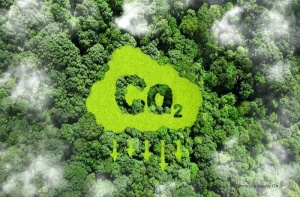 越南森林碳信用额吸引全球关注