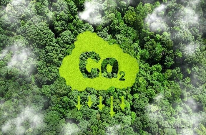 越南森林碳信用额吸引全球关注