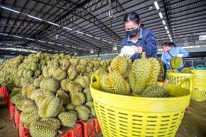 越南农产品首次亮相中国电商