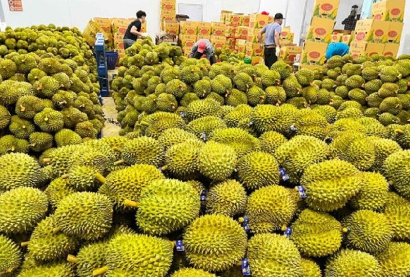 (插图:Doan Kien)