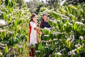 多乐公布 2025 年咖啡节计划