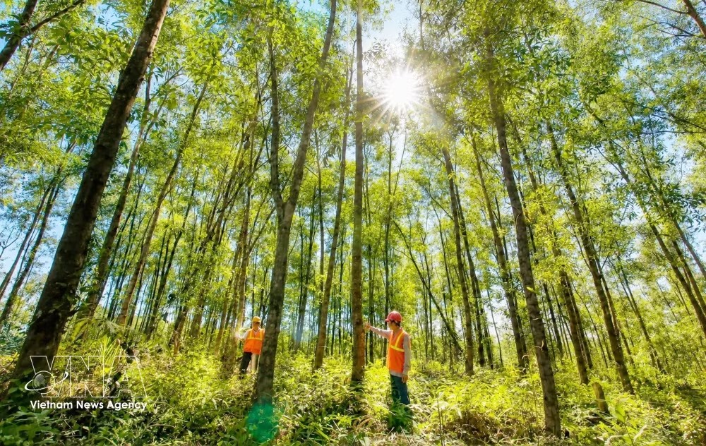 广治省的目标是到 2030 年将其认证森林面积扩大到 80,000 公顷,将该省定位为越南中部种植园木材供应和加工的主要中心。 (照片:越通社)