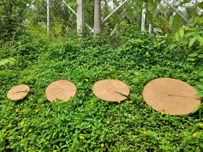 CÔNG TY CỔ PHẦN CÂY DÂY LEO TIẾN THÀNH