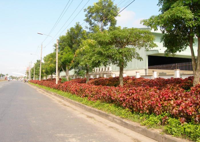 Dịch vụ cây xanh