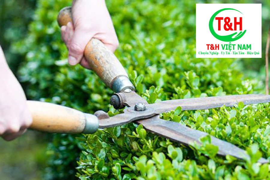 Dịch vụ cắt tỉa cây