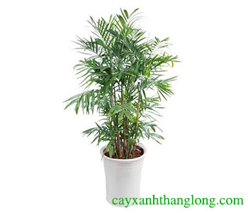 Cây cau phú quý
