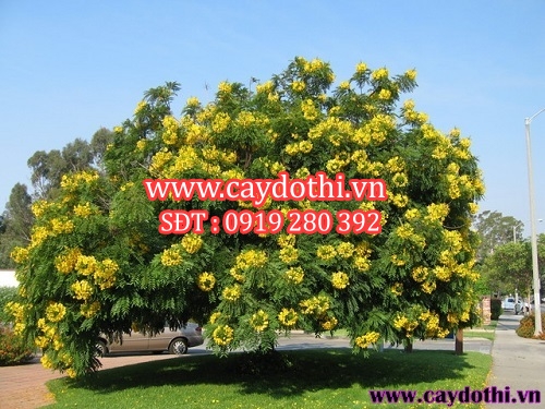 Cây chuông vàng