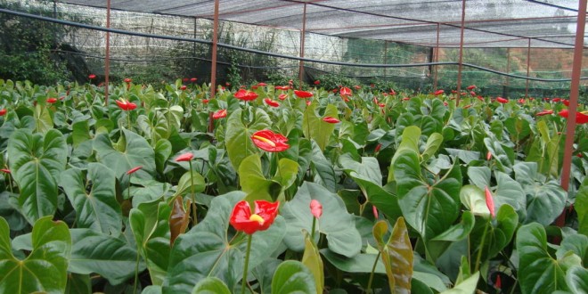 Cây hồng môn