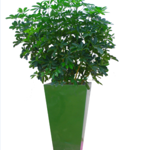 Cây ngũ gia bì