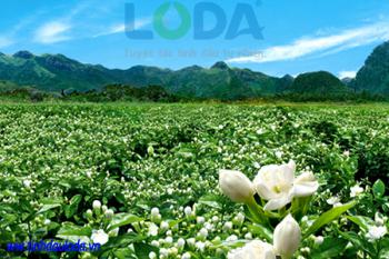 Tinh dầu hoa nhài