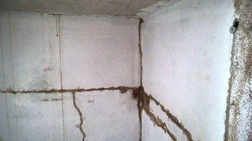 Dịch vụ diệt mối, côn trùng