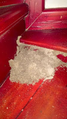 Dịch vụ diệt mối, côn trùng