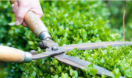 Chăm sóc mảng cây xanh
