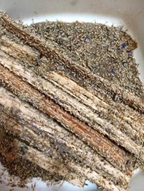 Dịch vụ diệt mối, côn trùng