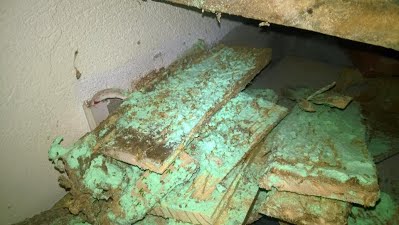 Dịch vụ diệt mối, côn trùng