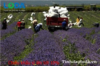 Tinh dầu hoa oải hương