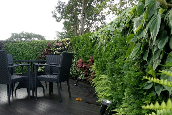 Dịch vụ thiết kế sân vườn