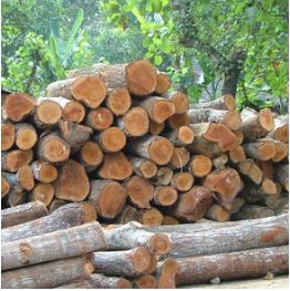 Gỗ keo tự nhiên