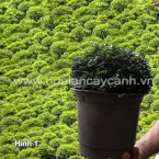 Cây xanh, cây cảnh