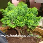 Cây xanh, cây cảnh