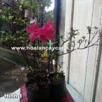 Cây xanh, cây cảnh