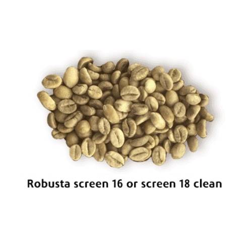 Robusta sạch sàng 16 hoặc sàng 18