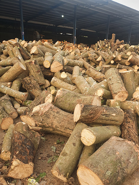 Cây được nhập về bãi