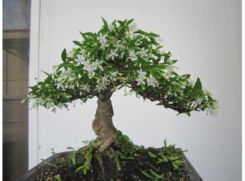 Cây mai chiếu thủy