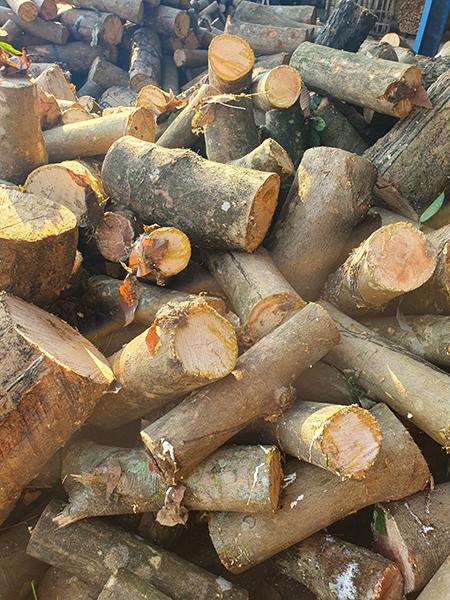 Cây được nhập về bãi