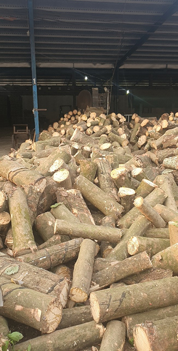 Cây được nhập về bãi