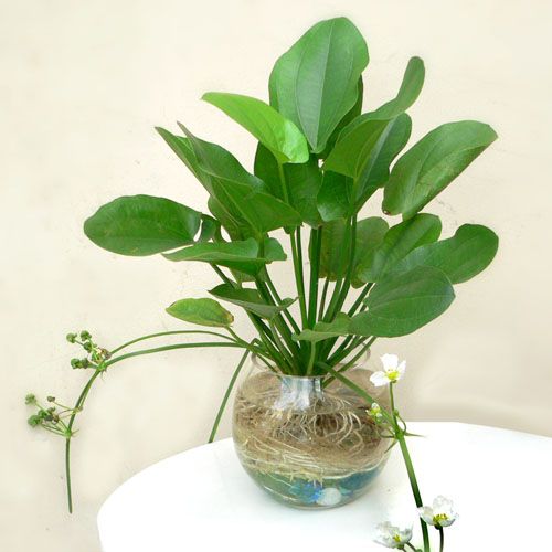 Cây bách thủy tiên