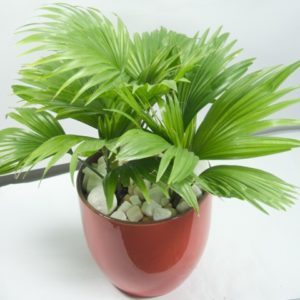 Cây cỏ Nhật