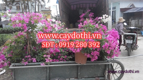 Cây hoa giấy