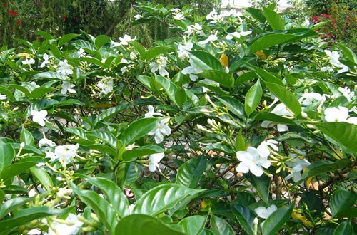 Cây lài tây