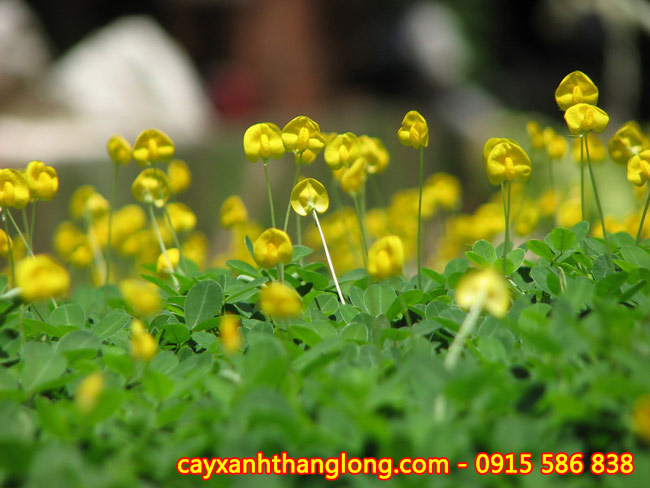 Cây sấu