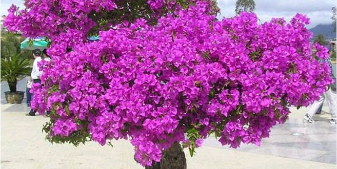 Cây hoa giấy