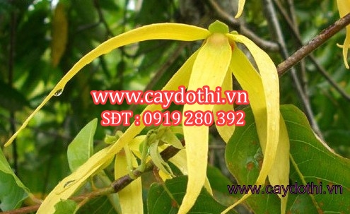 Cây hoàng lan