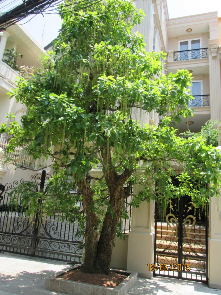 Cây lộc vừng