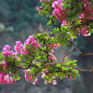 Cây hoa tường vi