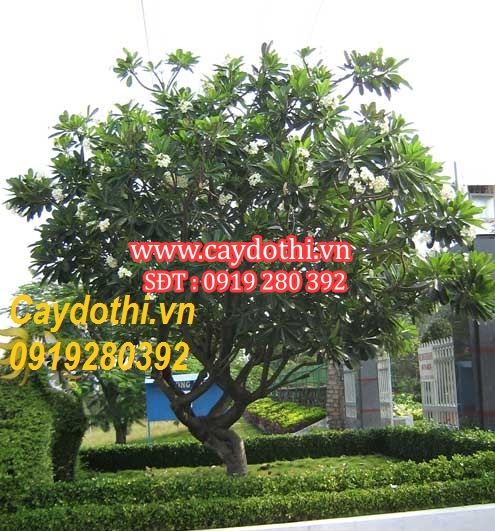 Cây sứ đại