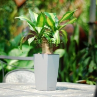 Cây thiết mộc lan