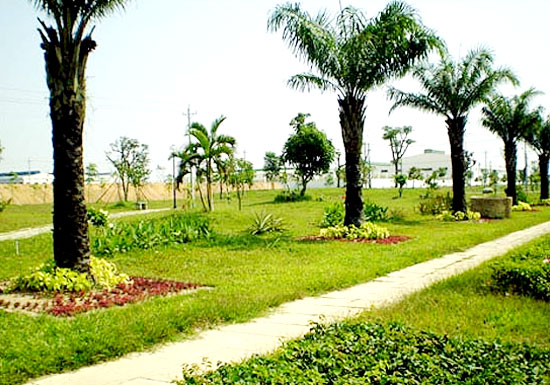 Cây chà là