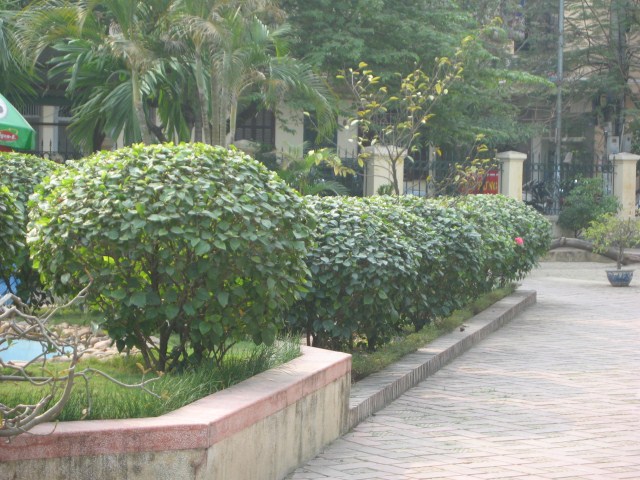 Cảnh quan cây xanh