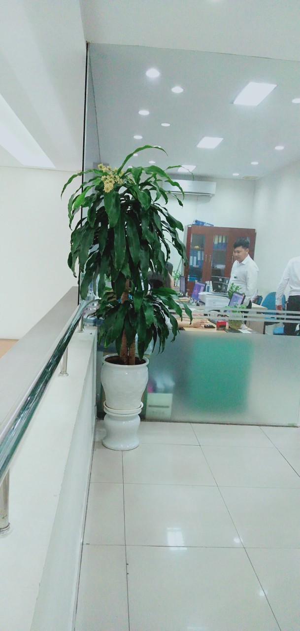 Cây cảnh