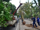 Thi côn trồng cây xanh