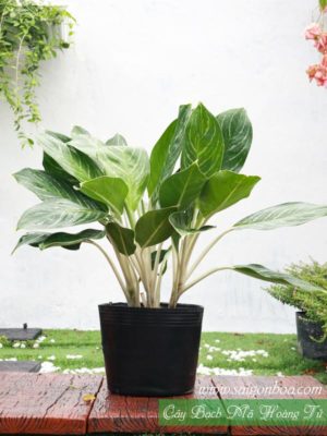 Cây bạch mã hoàng tử
