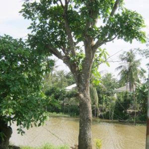 Cây lộc vừng