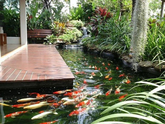 Thiết kế thi công hồ cái koi