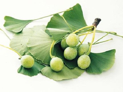 Bạch quả lá