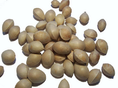 Bạch quả nhân
